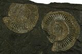 Fossil Ammonite (Dactylioceras) Cluster - Posidonia Shale, Germany #378185-1